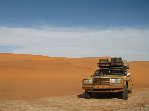 Saharagelber in the Sahara
