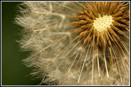 Pissenlit / Dandelion