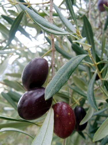 Olives