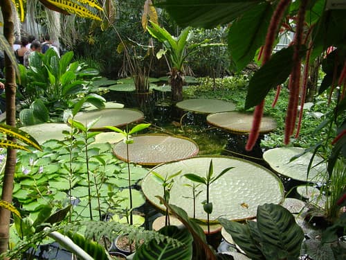 amazonia reginae