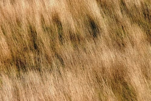 Grown Grass