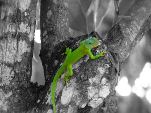 Lezard