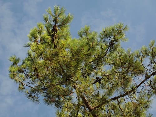 Pines at Ile De Re