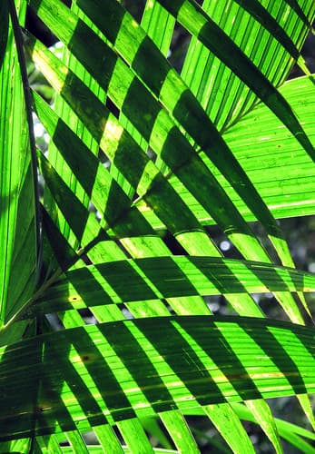 Rainforest leaf pattern, Monteverde Costa Rica