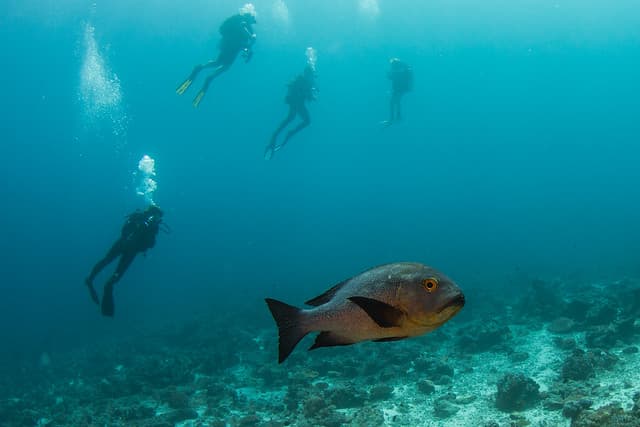 Vilu Reef, mon petit paradis aux Maldives