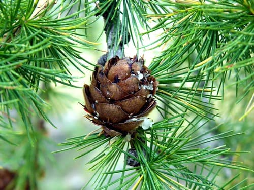 European Larch Larix Decidua cone and brilliant green needles in autumn - Mercantour National Park - France