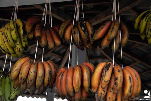 las tunas a santiago (14)