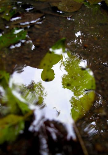 Shelley reflected, Monteverde Costa Rica