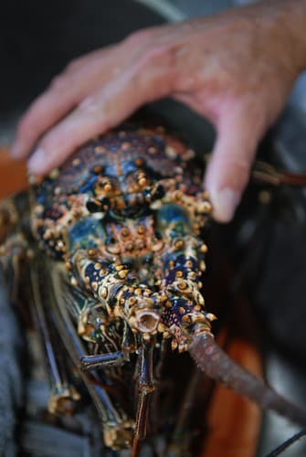 Lobster fresh from the sea, Tahiti