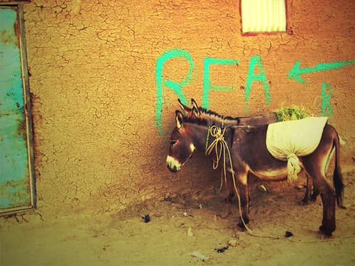 Donkey