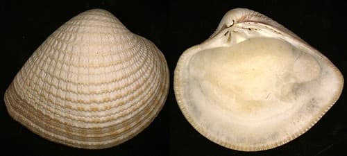 Chione gnidia (Broderip & Sowerby, 1829)