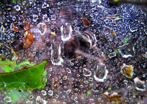 Rainforest spiderweb, Monteverde Costa Rica