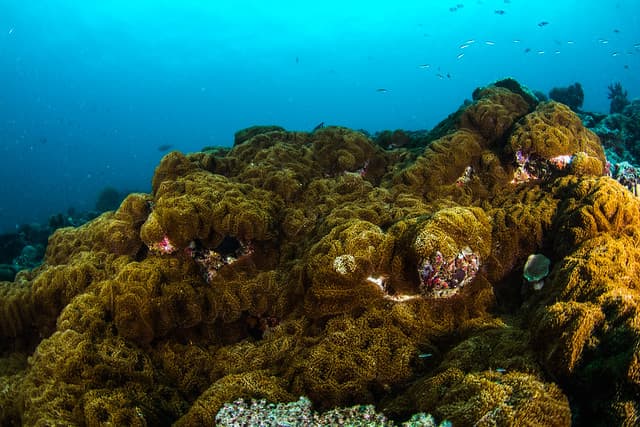 voyage de noce maldives
