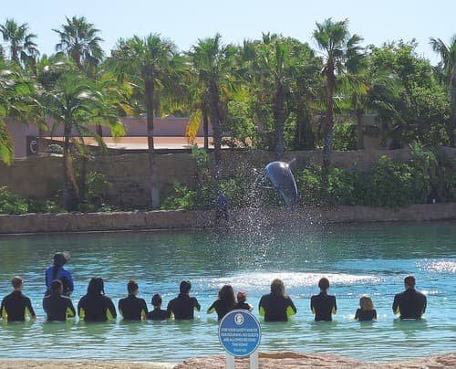 Bahamas (Paradise Island) Dolphin Cay offers playing with playful bottlenose dolphines