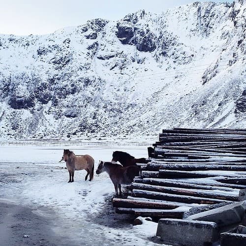 Les poneys de Unstad #lofoten #norvege