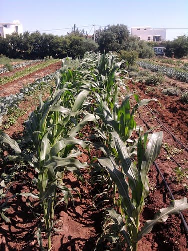 Earth Friendly Crops
