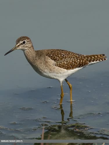 Wood Sandpiper (Tringa glareola)