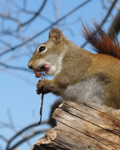 Se léchant les babines -- Licking its chops