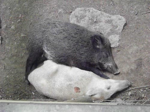 sanglier noir et blanc