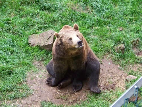 ours brun