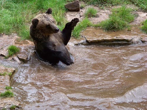 ours brun femelle