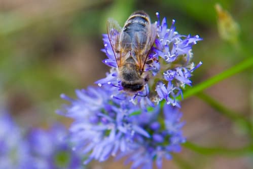 Apis