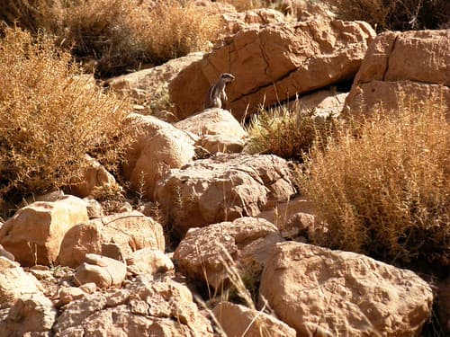 Ouarzazate squirel