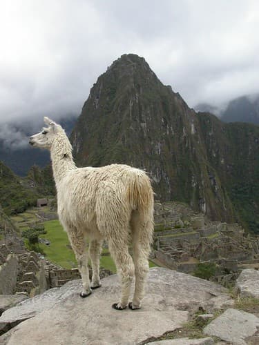 Lama au Machu Picchu