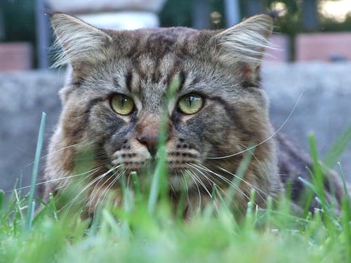 Maine Coon - Creative Commons by gnuckx