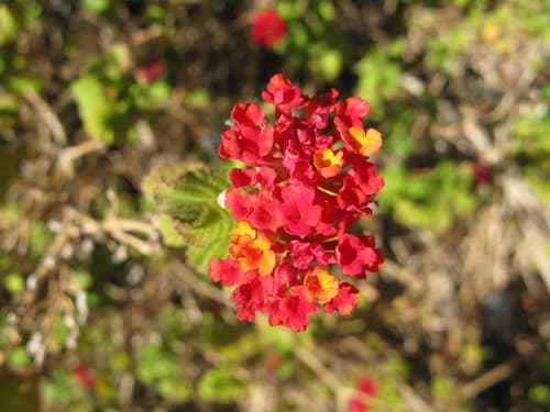 Lantana