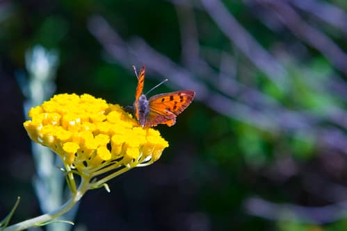 butterfly