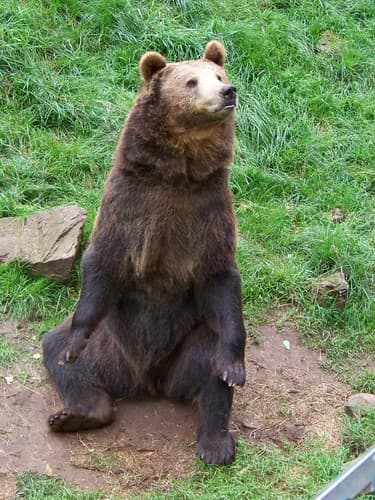 ours brun mâle