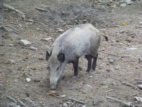 jeune femelle sanglier (laie)