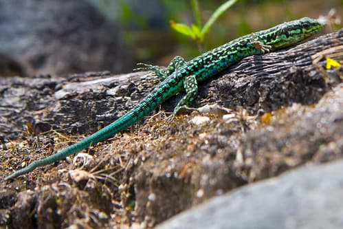 Lizard