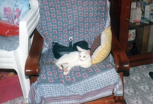Mimi