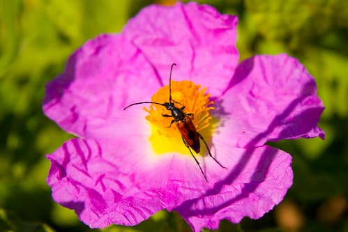 insect