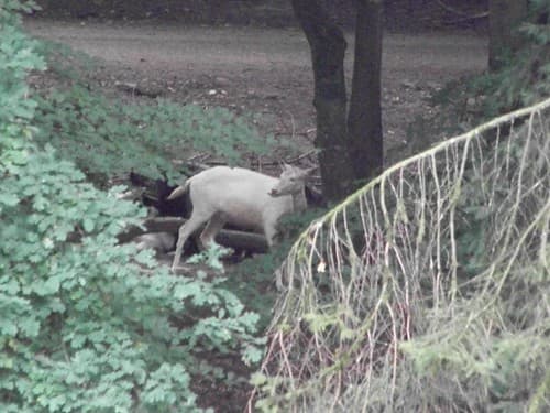 biche albinos