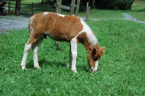 Sixt-Fer-à-Cheval