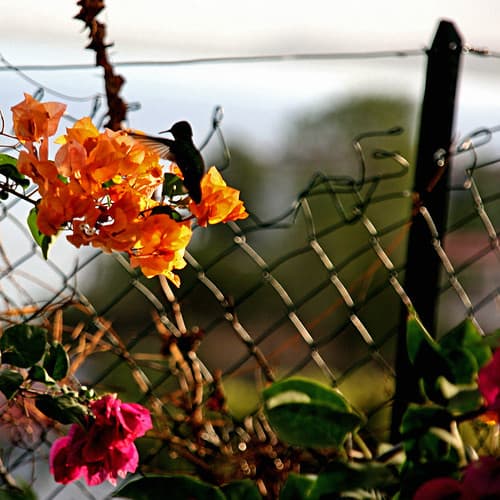 Colibri de Martinique