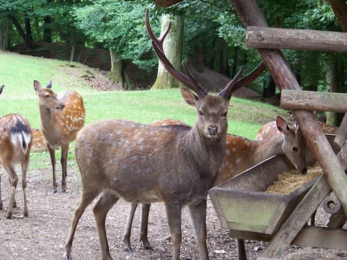 un jeune cerf ou daguet