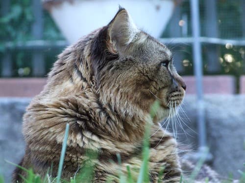 Maine Coon - Chimsky - Creative Commons by gnuckx