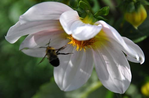 DSC_0227 - Bee Gone.
