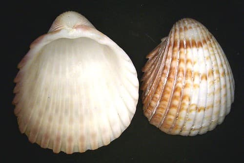 Trachycardium procerum (Sowerby, 1833)