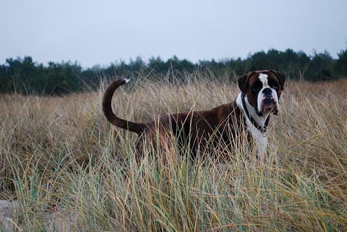 Malte i Sibirien