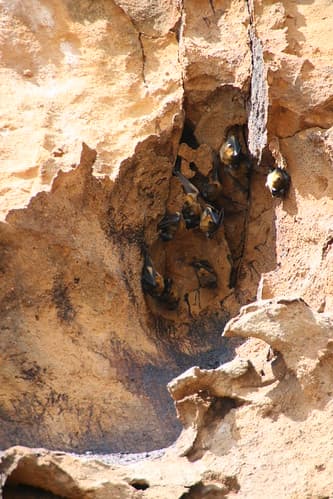 Bats