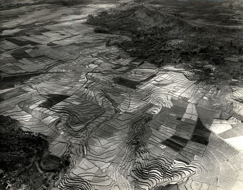 Sawa's / Ricefields
