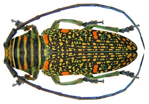 Zographus regalis regalis Brown, 1776