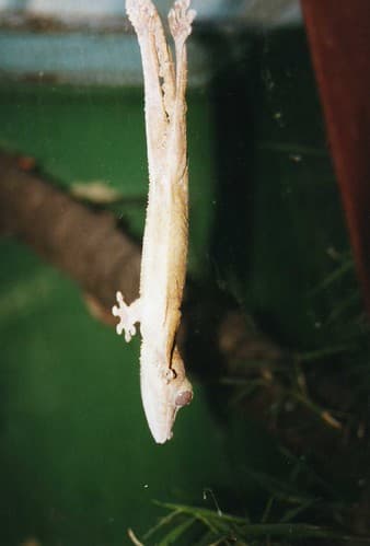 Uroplatus lineatus