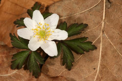 Anemone nemorosa