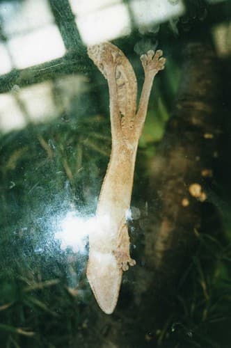 Uroplatus lineatus